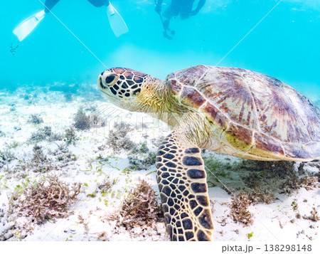 海藻を食べるアオウミガメ他。美しいサンゴ礁と熱帯魚の群れ。 阿嘉島前浜ビーチ 沖縄県島尻郡慶良間諸島 海藻を食べるアオウミガメ他。美しいサンゴ礁と熱帯魚の群れ。 阿嘉島前浜ビーチ 沖縄県島尻郡慶良間諸島 138298148