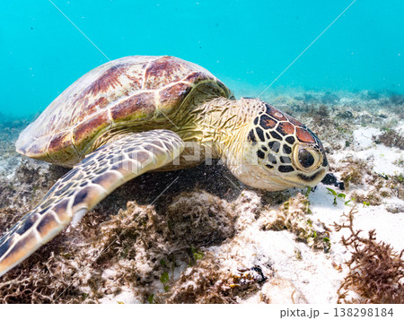 海藻を食べるアオウミガメ他。美しいサンゴ礁と熱帯魚の群れ。 阿嘉島前浜ビーチ 沖縄県島尻郡慶良間諸島 138298184