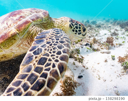 海藻を食べるアオウミガメ他。美しいサンゴ礁と熱帯魚の群れ。 阿嘉島前浜ビーチ 沖縄県島尻郡慶良間諸島 138298190
