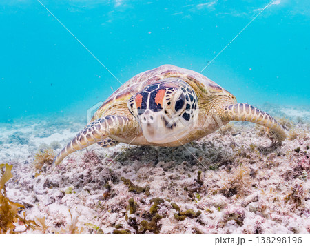 海藻を食べるアオウミガメ他。美しいサンゴ礁と熱帯魚の群れ。 阿嘉島前浜ビーチ 沖縄県島尻郡慶良間諸島 海藻を食べるアオウミガメ他。美しいサンゴ礁と熱帯魚の群れ。 阿嘉島前浜ビーチ 沖縄県島尻郡慶良間諸島 138298196
