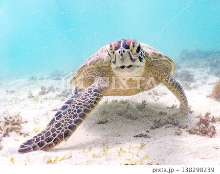 海藻を食べるアオウミガメ他。美しいサンゴ礁と熱帯魚の群れ。 阿嘉島前浜ビーチ 沖縄県島尻郡慶良間諸島 138298239