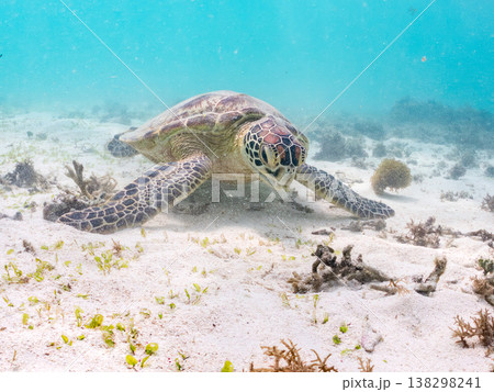 海藻を食べるアオウミガメ他。美しいサンゴ礁と熱帯魚の群れ。 阿嘉島前浜ビーチ 沖縄県島尻郡慶良間諸島 138298241