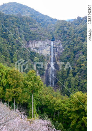 青岸渡寺三重塔から観る桜と那智の滝　和歌山県 138298304