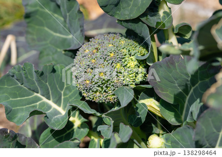畑のブロッコリー 138298464