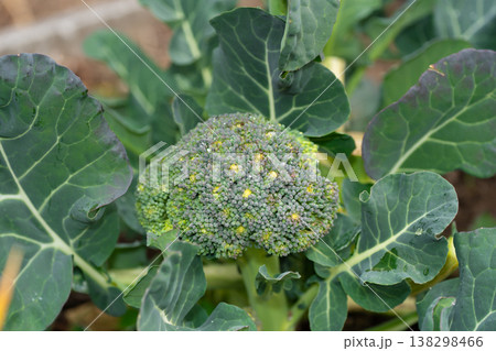 畑のブロッコリー 138298466