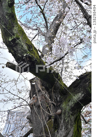 岩槻散歩：浄土宗　願生寺　境内の老木桜 138298494