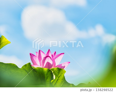 青空に咲く蓮の花 青空に咲く蓮の花 138298522