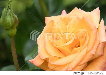 オレンジ色のバラの花 138298527