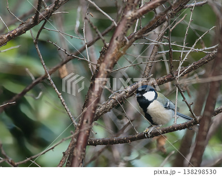 枝に止まるシジュウカラ 138298530