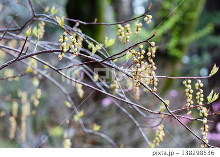 キブシの花の咲き始め キブシの花の咲き始め 138298536