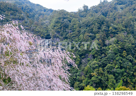 青岸渡寺三重塔から観る桜と那智の滝 和歌山県 青岸渡寺三重塔から観る桜と那智の滝 和歌山県 138298549