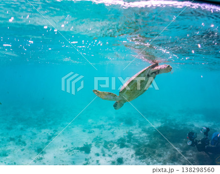 水面で息継ぎをするアオウミガメ他。美しいサンゴ礁と熱帯魚の群れ。 阿嘉島前浜ビーチ沖縄県島尻郡慶良間 水面で息継ぎをするアオウミガメ他。美しいサンゴ礁と熱帯魚の群れ。 阿嘉島前浜ビーチ沖縄県島尻郡慶良間 138298560