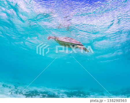 水面で息継ぎをするアオウミガメ他。美しいサンゴ礁と熱帯魚の群れ。 阿嘉島前浜ビーチ沖縄県島尻郡慶良間 138298563
