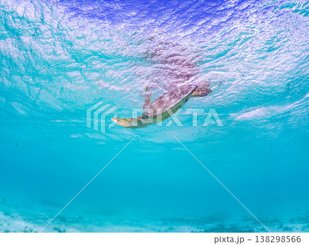 水面で息継ぎをするアオウミガメ他。美しいサンゴ礁と熱帯魚の群れ。 阿嘉島前浜ビーチ沖縄県島尻郡慶良間 138298566