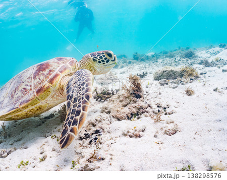 水面で息継ぎをするアオウミガメ他。美しいサンゴ礁と熱帯魚の群れ。 阿嘉島前浜ビーチ沖縄県島尻郡慶良間 138298576