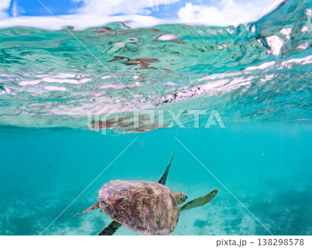 水面で息継ぎをするアオウミガメ他。美しいサンゴ礁と熱帯魚の群れ。 阿嘉島前浜ビーチ沖縄県島尻郡慶良間 水面で息継ぎをするアオウミガメ他。美しいサンゴ礁と熱帯魚の群れ。 阿嘉島前浜ビーチ沖縄県島尻郡慶良間 138298578