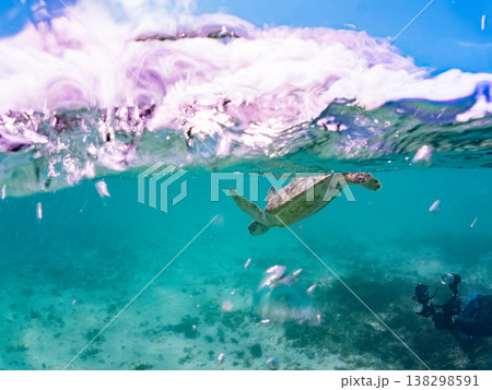 水面で息継ぎをするアオウミガメ他。美しいサンゴ礁と熱帯魚の群れ。 阿嘉島前浜ビーチ沖縄県島尻郡慶良間 水面で息継ぎをするアオウミガメ他。美しいサンゴ礁と熱帯魚の群れ。 阿嘉島前浜ビーチ沖縄県島尻郡慶良間 138298591