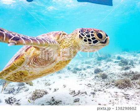 水面で息継ぎをするアオウミガメ他。美しいサンゴ礁と熱帯魚の群れ。 阿嘉島前浜ビーチ沖縄県島尻郡慶良間 水面で息継ぎをするアオウミガメ他。美しいサンゴ礁と熱帯魚の群れ。 阿嘉島前浜ビーチ沖縄県島尻郡慶良間 138298602