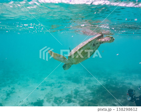 水面で息継ぎをするアオウミガメ他。美しいサンゴ礁と熱帯魚の群れ。 阿嘉島前浜ビーチ沖縄県島尻郡慶良間 138298612