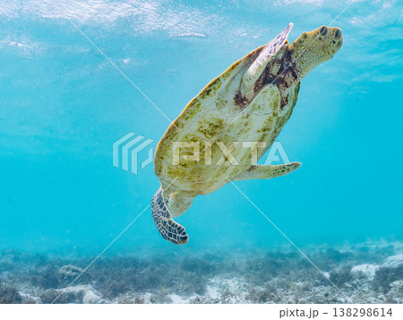 水面で息継ぎをするアオウミガメ他。美しいサンゴ礁と熱帯魚の群れ。 阿嘉島前浜ビーチ沖縄県島尻郡慶良間 138298614