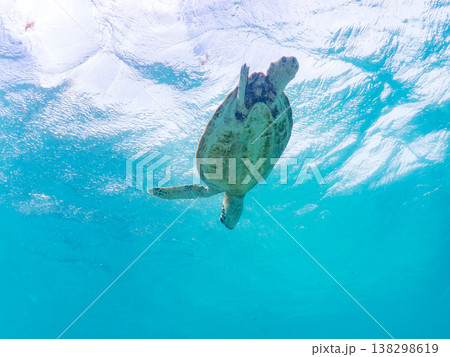 水面で息継ぎをするアオウミガメ他。美しいサンゴ礁と熱帯魚の群れ。 阿嘉島前浜ビーチ沖縄県島尻郡慶良間 138298619