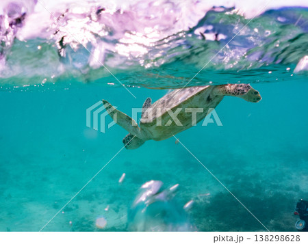 水面で息継ぎをするアオウミガメ他。美しいサンゴ礁と熱帯魚の群れ。 阿嘉島前浜ビーチ沖縄県島尻郡慶良間 水面で息継ぎをするアオウミガメ他。美しいサンゴ礁と熱帯魚の群れ。 阿嘉島前浜ビーチ沖縄県島尻郡慶良間 138298628