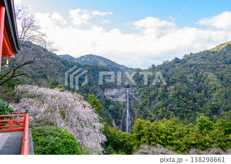 青岸渡寺三重塔から観る桜と那智の滝 和歌山県 青岸渡寺三重塔から観る桜と那智の滝 和歌山県 138298661