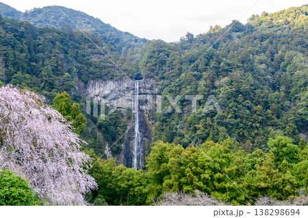 青岸渡寺三重塔から観る桜と那智の滝 和歌山県 青岸渡寺三重塔から観る桜と那智の滝 和歌山県 138298694