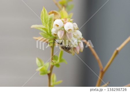 ブルーベリーの花とヒゲナガバチ 138298726