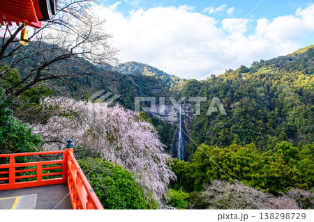 青岸渡寺三重塔から観る桜と那智の滝　和歌山県 138298729