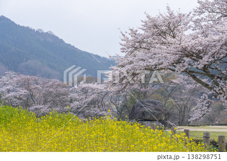 満開の桜に包まれた石舞台古墳 138298751