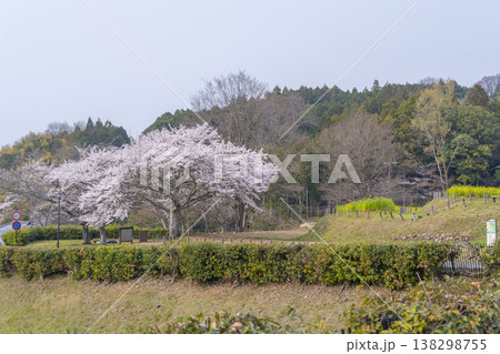 満開の桜に包まれた石舞台古墳の周辺 138298755