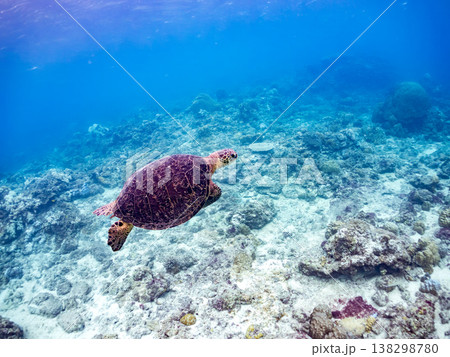 水面で息継ぎをするアオウミガメ他。美しいサンゴ礁と熱帯魚の群れ。 阿嘉島阿嘉ビーチ沖縄県島尻郡慶良間 水面で息継ぎをするアオウミガメ他。美しいサンゴ礁と熱帯魚の群れ。 阿嘉島阿嘉ビーチ沖縄県島尻郡慶良間 138298780