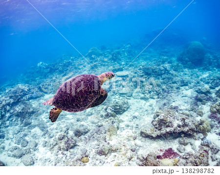 水面で息継ぎをするアオウミガメ他。美しいサンゴ礁と熱帯魚の群れ。 阿嘉島阿嘉ビーチ沖縄県島尻郡慶良間 138298782