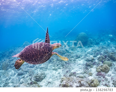 水面で息継ぎをするアオウミガメ他。美しいサンゴ礁と熱帯魚の群れ。 阿嘉島阿嘉ビーチ沖縄県島尻郡慶良間 水面で息継ぎをするアオウミガメ他。美しいサンゴ礁と熱帯魚の群れ。 阿嘉島阿嘉ビーチ沖縄県島尻郡慶良間 138298783