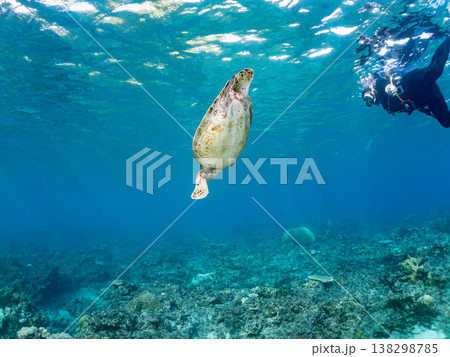 水面で息継ぎをするアオウミガメ他。美しいサンゴ礁と熱帯魚の群れ。 阿嘉島阿嘉ビーチ沖縄県島尻郡慶良間 138298785
