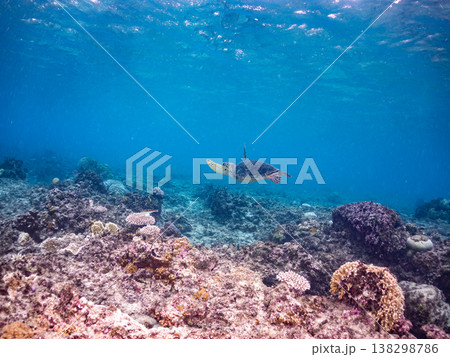 水面で息継ぎをするアオウミガメ他。美しいサンゴ礁と熱帯魚の群れ。 阿嘉島阿嘉ビーチ沖縄県島尻郡慶良間 水面で息継ぎをするアオウミガメ他。美しいサンゴ礁と熱帯魚の群れ。 阿嘉島阿嘉ビーチ沖縄県島尻郡慶良間 138298786