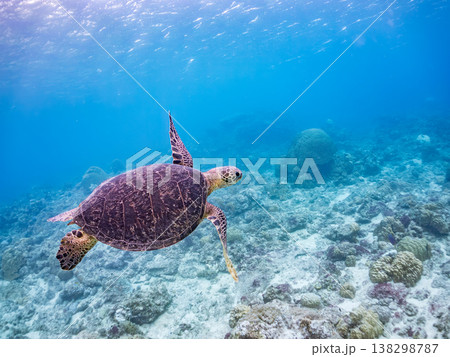 水面で息継ぎをするアオウミガメ他。美しいサンゴ礁と熱帯魚の群れ。 阿嘉島阿嘉ビーチ沖縄県島尻郡慶良間 水面で息継ぎをするアオウミガメ他。美しいサンゴ礁と熱帯魚の群れ。 阿嘉島阿嘉ビーチ沖縄県島尻郡慶良間 138298787