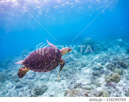 水面で息継ぎをするアオウミガメ他。美しいサンゴ礁と熱帯魚の群れ。 阿嘉島阿嘉ビーチ沖縄県島尻郡慶良間 水面で息継ぎをするアオウミガメ他。美しいサンゴ礁と熱帯魚の群れ。 阿嘉島阿嘉ビーチ沖縄県島尻郡慶良間 138298788