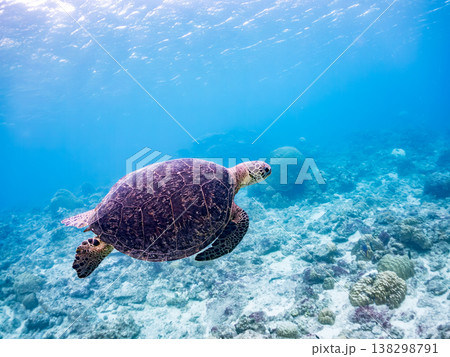 水面で息継ぎをするアオウミガメ他。美しいサンゴ礁と熱帯魚の群れ。 阿嘉島阿嘉ビーチ沖縄県島尻郡慶良間 138298791