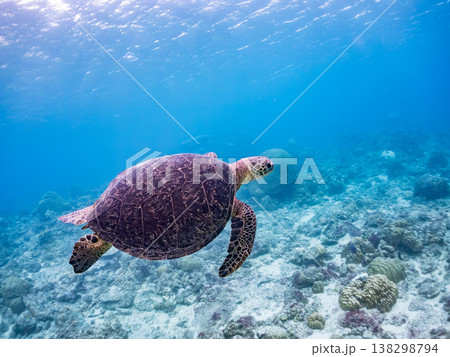 水面で息継ぎをするアオウミガメ他。美しいサンゴ礁と熱帯魚の群れ。 阿嘉島阿嘉ビーチ沖縄県島尻郡慶良間 138298794
