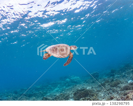 水面で息継ぎをするアオウミガメ他。美しいサンゴ礁と熱帯魚の群れ。 阿嘉島阿嘉ビーチ沖縄県島尻郡慶良間 138298795