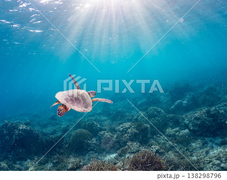 水面で息継ぎをするアオウミガメ他。美しいサンゴ礁と熱帯魚の群れ。 阿嘉島阿嘉ビーチ沖縄県島尻郡慶良間 138298796
