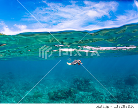 水面で息継ぎをするアオウミガメ他。美しいサンゴ礁と熱帯魚の群れ。 阿嘉島阿嘉ビーチ沖縄県島尻郡慶良間 138298816