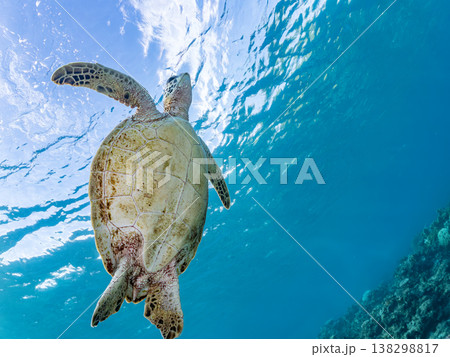 水面で息継ぎをするアオウミガメ他。美しいサンゴ礁と熱帯魚の群れ。 阿嘉島阿嘉ビーチ沖縄県島尻郡慶良間 138298817