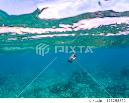 水面で息継ぎをするアオウミガメ他。美しいサンゴ礁と熱帯魚の群れ。 阿嘉島阿嘉ビーチ沖縄県島尻郡慶良間 水面で息継ぎをするアオウミガメ他。美しいサンゴ礁と熱帯魚の群れ。 阿嘉島阿嘉ビーチ沖縄県島尻郡慶良間 138298822