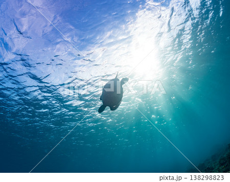 水面で息継ぎをするアオウミガメ他。美しいサンゴ礁と熱帯魚の群れ。 阿嘉島阿嘉ビーチ沖縄県島尻郡慶良間 水面で息継ぎをするアオウミガメ他。美しいサンゴ礁と熱帯魚の群れ。 阿嘉島阿嘉ビーチ沖縄県島尻郡慶良間 138298823