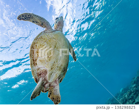 水面で息継ぎをするアオウミガメ他。美しいサンゴ礁と熱帯魚の群れ。 阿嘉島阿嘉ビーチ沖縄県島尻郡慶良間 138298825