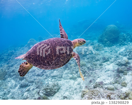水面で息継ぎをするアオウミガメ他。美しいサンゴ礁と熱帯魚の群れ。 阿嘉島阿嘉ビーチ沖縄県島尻郡慶良間 水面で息継ぎをするアオウミガメ他。美しいサンゴ礁と熱帯魚の群れ。 阿嘉島阿嘉ビーチ沖縄県島尻郡慶良間 138298829
