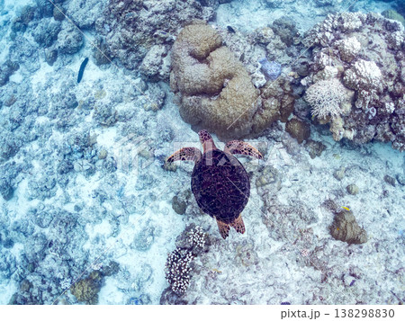 水面で息継ぎをするアオウミガメ他。美しいサンゴ礁と熱帯魚の群れ。 阿嘉島阿嘉ビーチ沖縄県島尻郡慶良間 138298830
